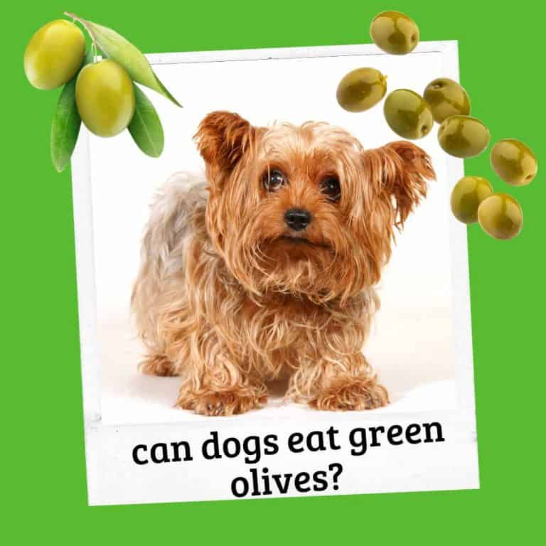 Can Dogs Eat Olives? A Comprehensive Guide for Pet Owners